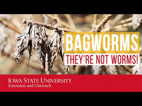 Wideo: Skąd pochodzi bagworm?
