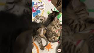 Take a Break! #dogvideos #feelgoodcontent #viralanimals #wholesomecontent #petvideos