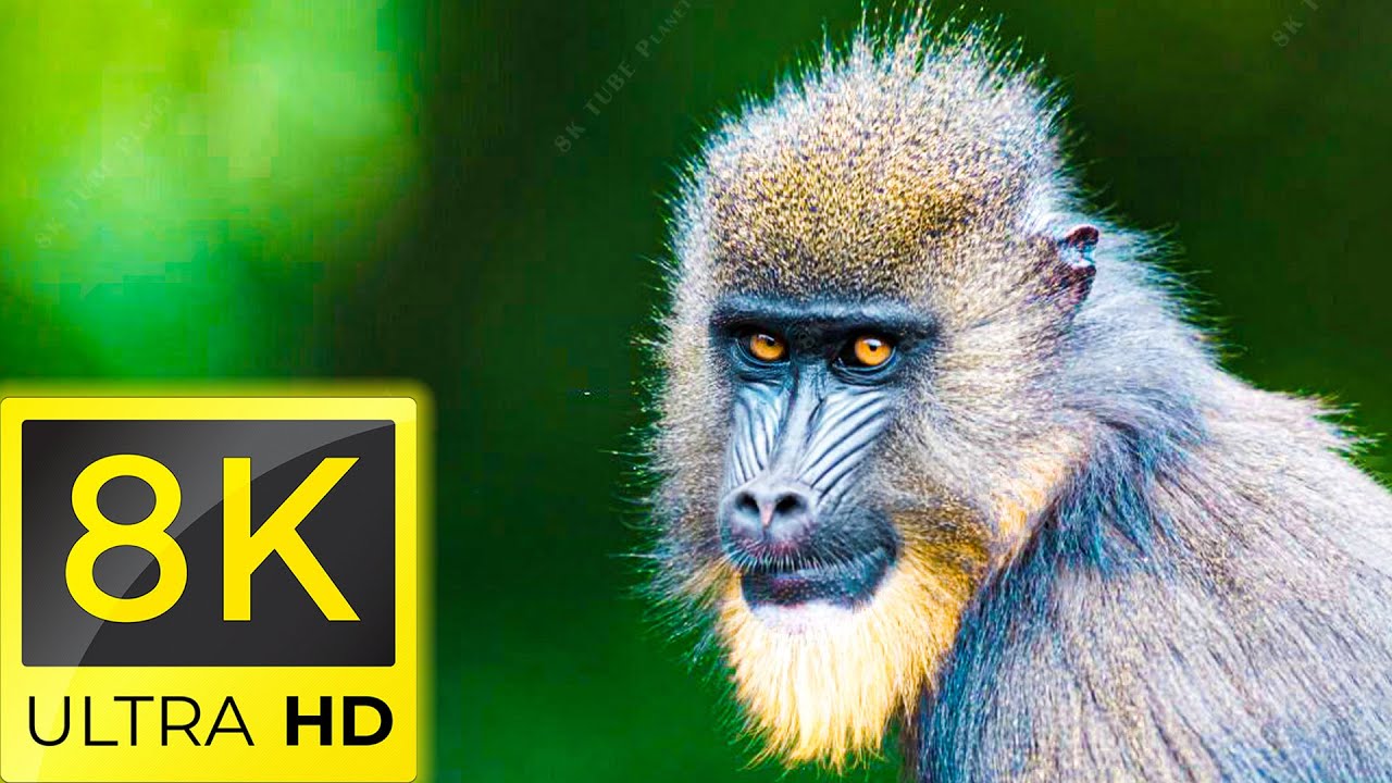 ANIMAL WORLD 8K - THE MOST AMAZING ANIMALS 8K ULTRA HD / 8K TV