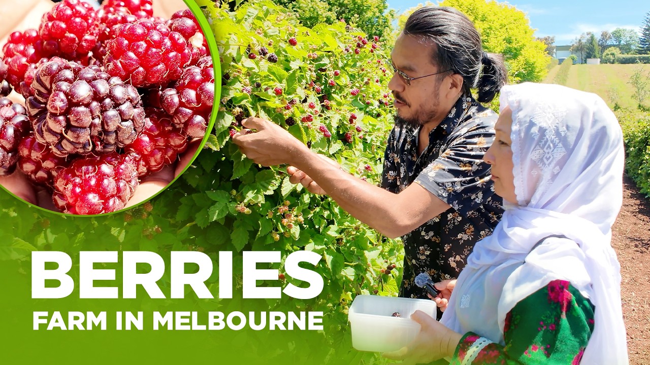 Picking Berries With My Family