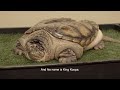 Cleveland Museum of Natural History's Tours with Sully: Part III