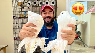 VIP Kabootar le lye 😍 🕊️🦜 Roof pe pura setup kar lia