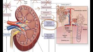 Macauley BIOL 105 Lecture 17 chapter 22 Urinary S15