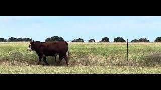 The Cattle Range Listing #607D817