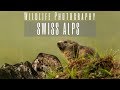 Alpine Marmot | Wildlife Photography in the Alps