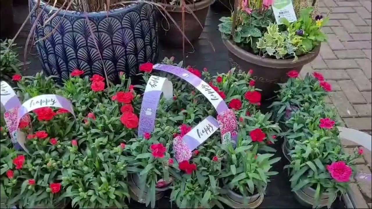 Beautiful Flowers Collection | Dublin | Ireland