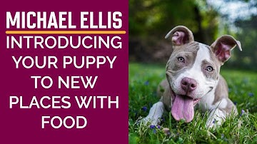 Michael Ellis on Introducing Your Puppy to New Places