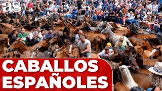 La FAMOSA RAZA de CABALLOS ESPAÑOLES que ayuda a PREVENIR INCENDIOS