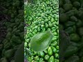 Wow Millions Of Avocados With A Young Lady Asmr Avocado Fruit Yummy Satisfying Viral Shorts