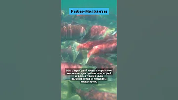 Рыбы-Мигранты #факт #интересныефакты #лосось