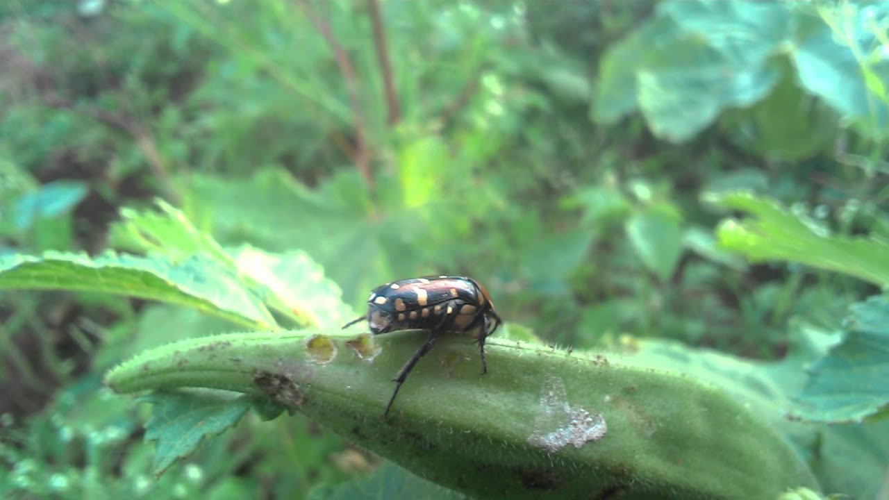 Cetoniinae on Bhendi fruit