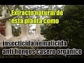 Insecticida y fungicida casero a base de brugmancia o trompeta de angel