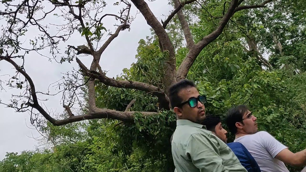 Jim Corbett jhirna zone full jungle safari tiger chase and close encounter.