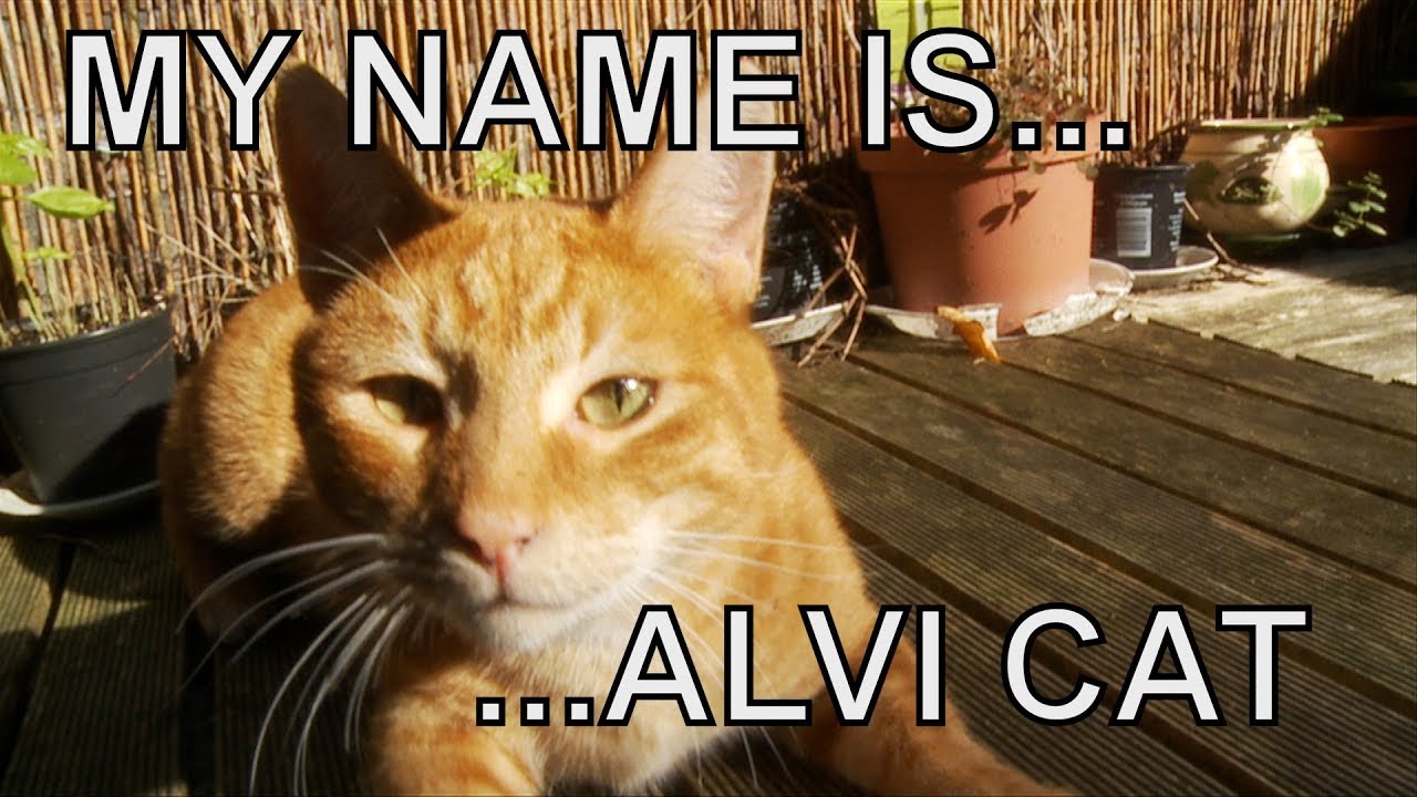 petco hours Alvi cat : introducing himself