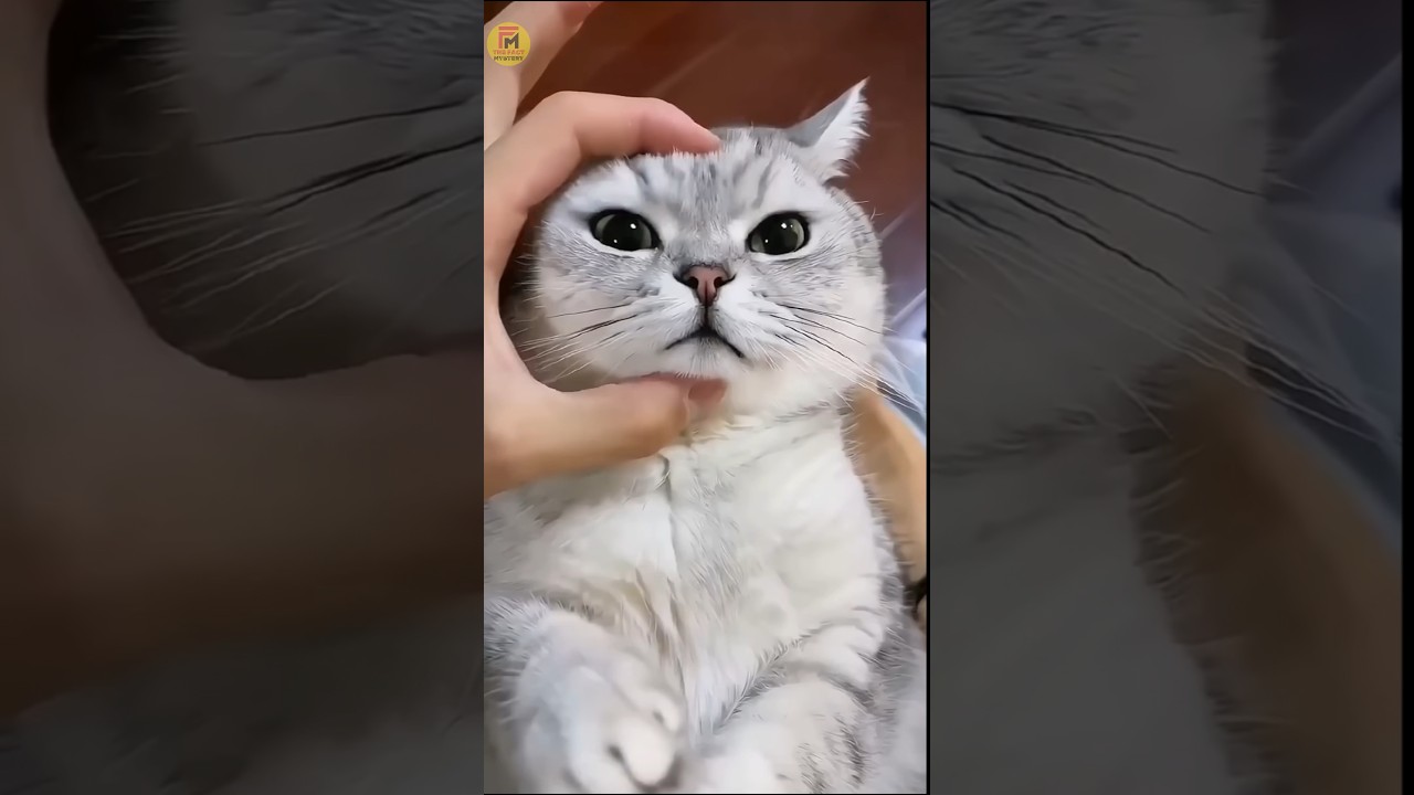 Cats and Their Superpowers 😱 