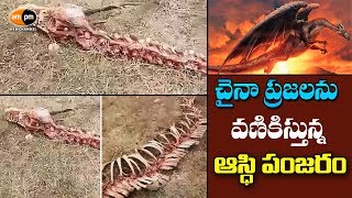 Mysterious 60ft DRAGON Skeleton Found in China