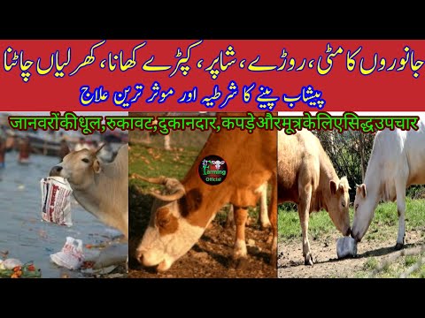 Treatment For Eating Soil,Bricks,Plastic/Polythene bags and Clothe in Dairy Animals|Farming Official