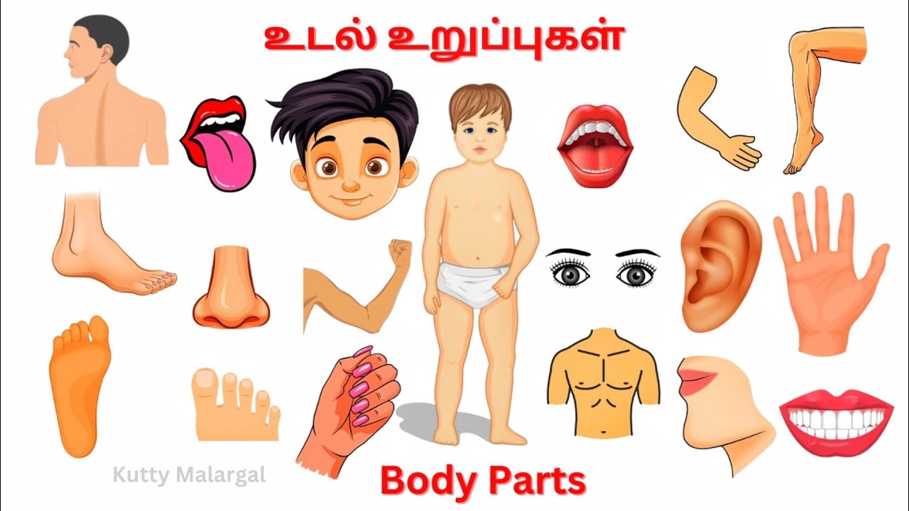 மனித உடல் உறுப்புகளின் பெயர்கள்/ Human Body Parts Name in Tamil ...