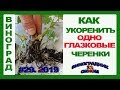 🍇 Секрет укоренения. Одноглазковые черенки. Укоренение винограда.