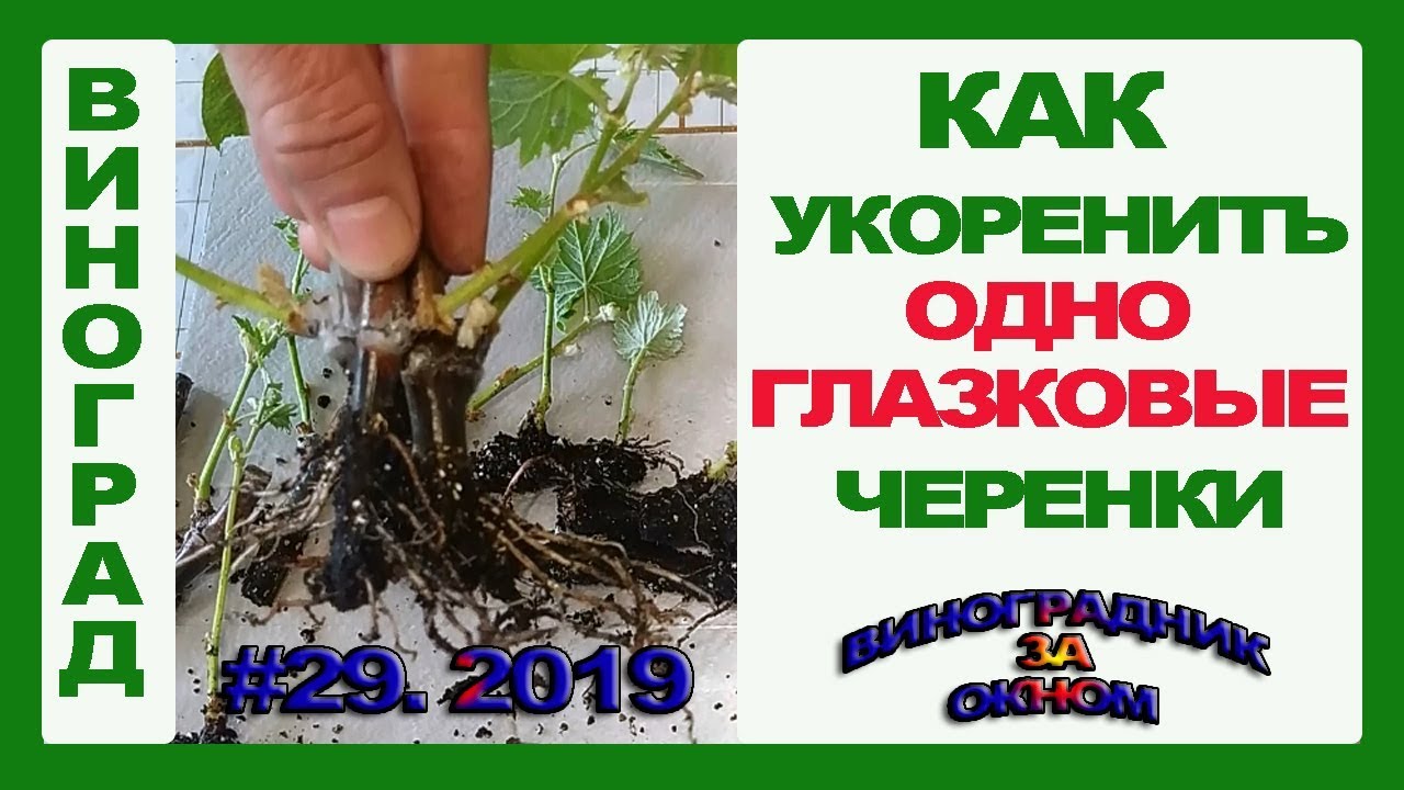Как черенковать калину