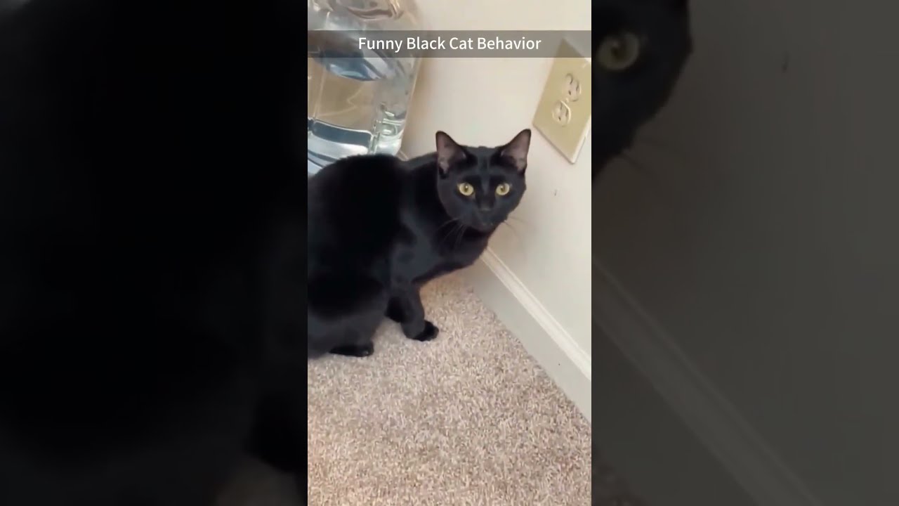 These Cats Are Driving Me Crazy 🐱 