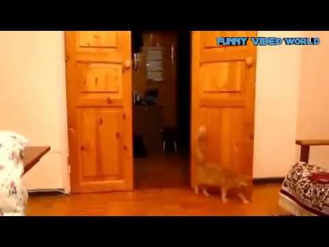 cat-scared-of-super-mario-jump