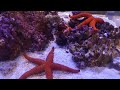 Acquario di Napoli. CHE SPETTACOLO!