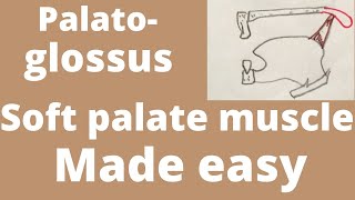 Palatoglossus | soft palate muscle | soft palate anatomy | screenshot 4