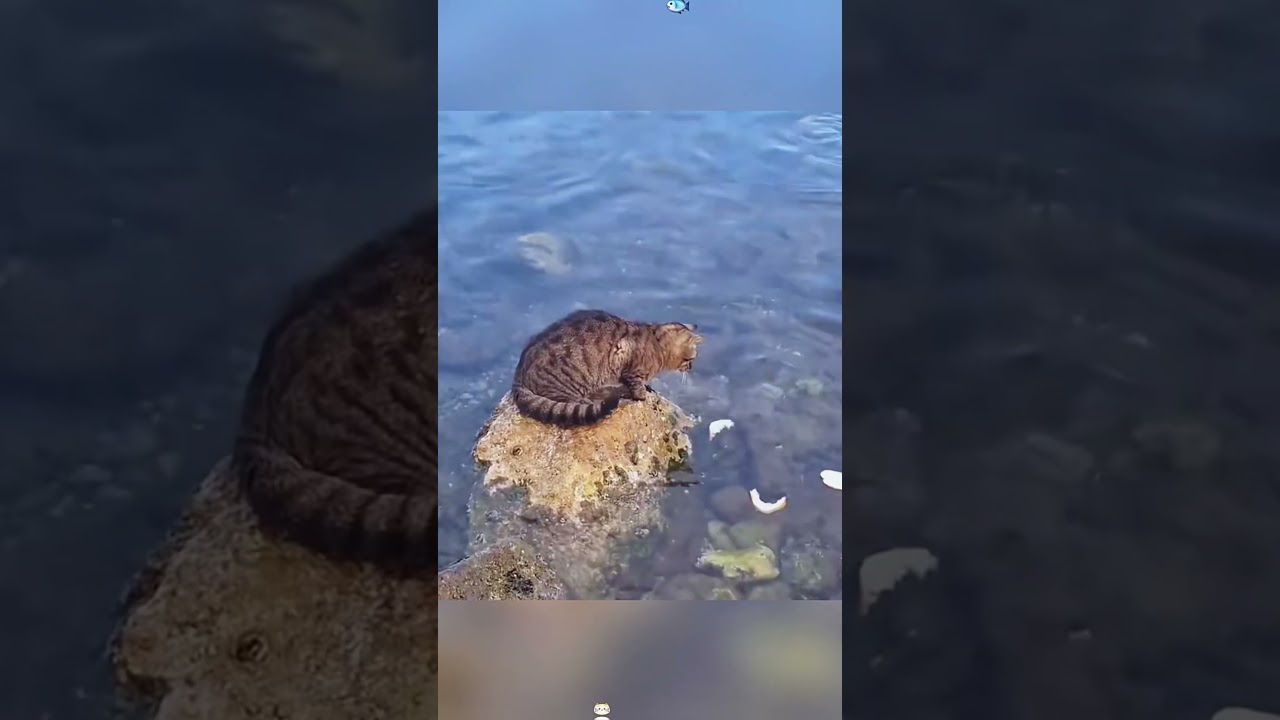 Cats are borm hunters 