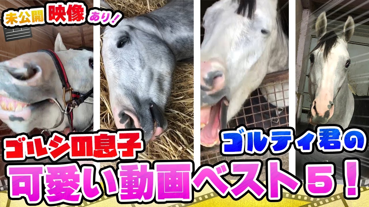 衝撃映像続出！ゴールドシップの息子ゴルティ君の可愛い姿を大公開