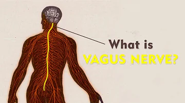 What Is The Vagus Nerve? | Vagus Nerve Explained | Brain, Mind Body Connect