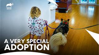 A Special Dog For A Special Girl | Pit Bulls & Parolees S8 E4 | Animal Planet India