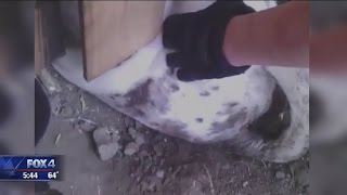 Cedar HIll officers help save dog
