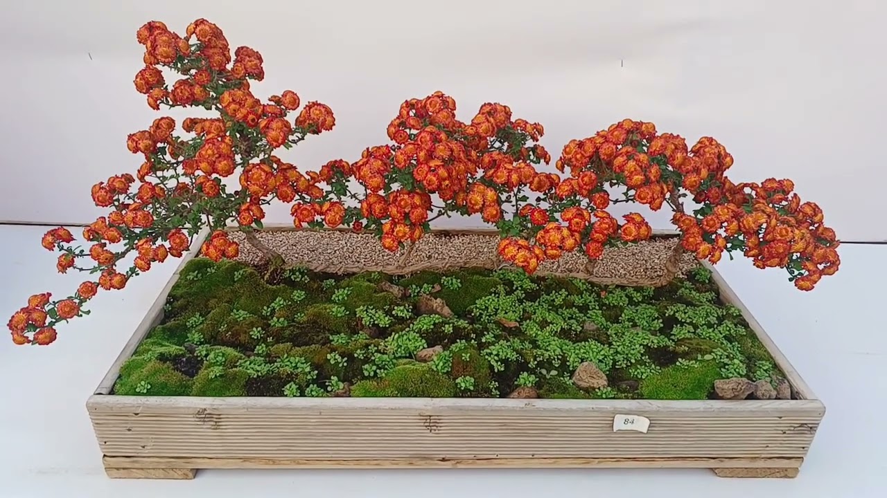 색깔이 바뀌는 백봉 분재국화들의 향연. No.1 A feast of bonsai chrysanthemums that changes colors. No.1 