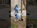 How Could You Say No To Panda Baby?  | iPanda #shorts