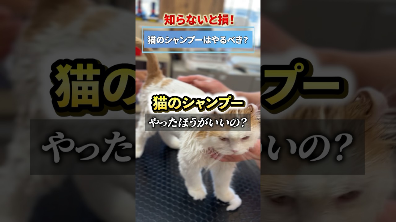 Must-see for cat owners] Do cats need shampoo? #Cat grooming