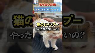 Must-see for cat owners] Do cats need shampoo? #Cat grooming