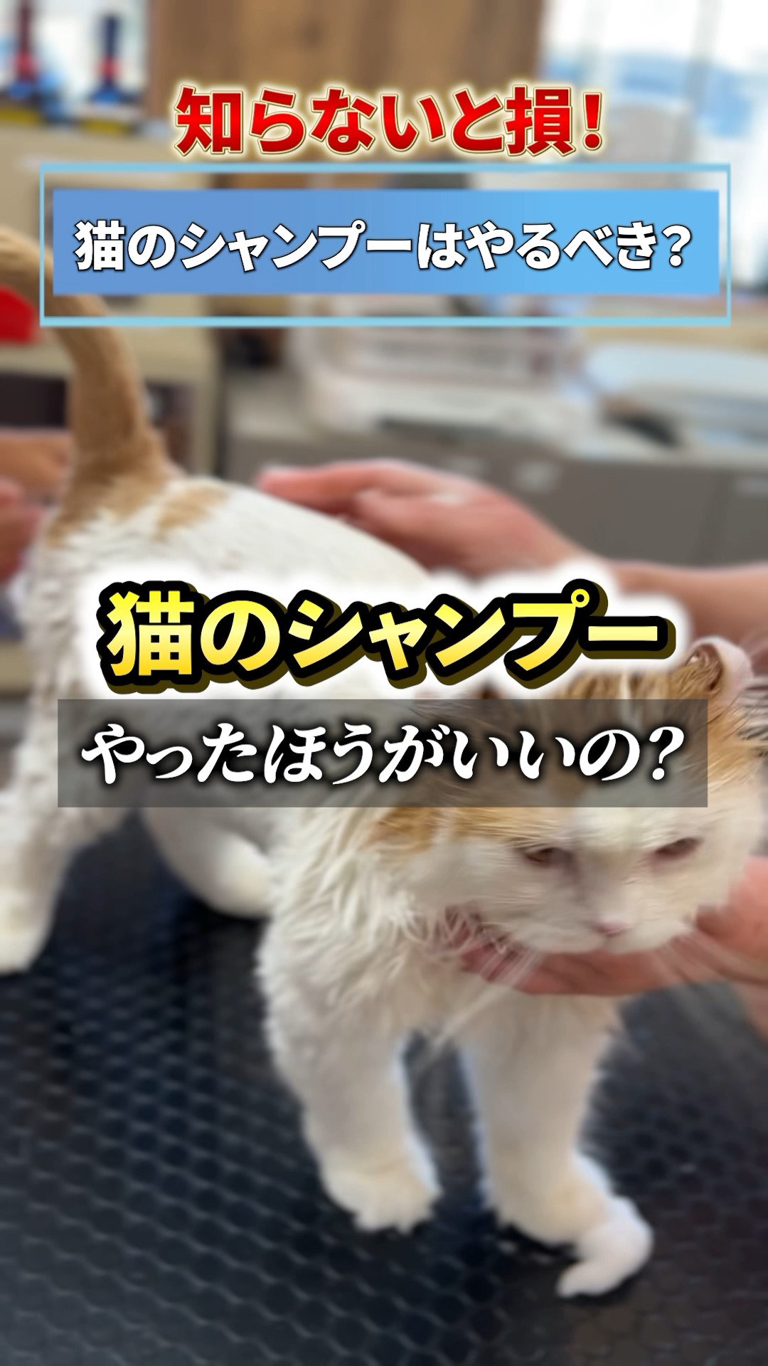 Must-see for cat owners] Do cats need shampoo? #Cat grooming
