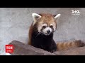 Дебют у зоопарку: в Чилі червоні панди стали улюбленцями публіки