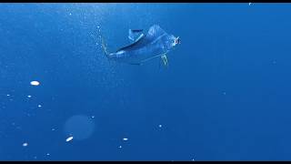 INSANE UNDER WATER MAHI MAHI BITE CAUGHT ON CAMERA!!!!