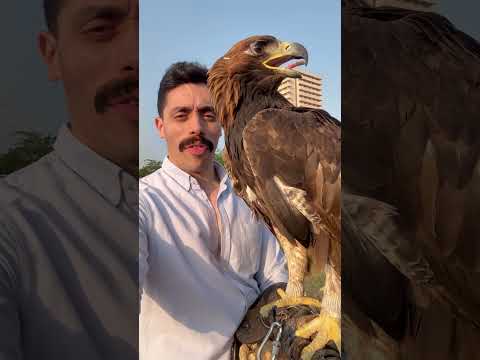 وكريه ب نفس الموصفات ال ضاعت بيها شمس نبوي مصر ملكه العقبان ف مصر