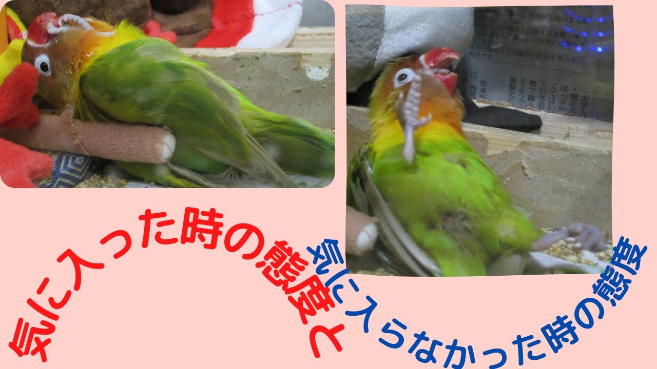 気に入るものと、気に入らざるものとの違い - YouTube
