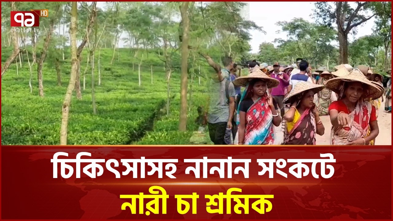 অধিকার বঞ্চিত চা বাগানের নারীরা | Tea Garden | Ekattor TV
