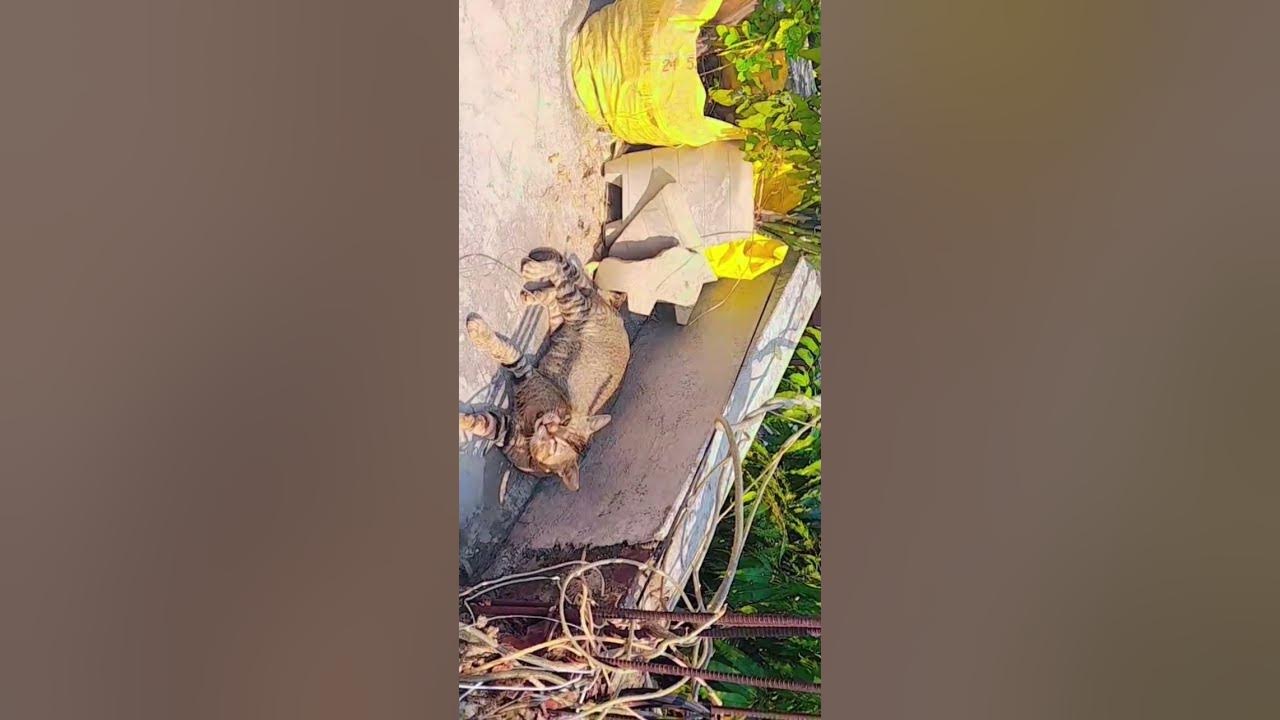 pusy-cat-lovely-meow-adult-cat-indian-street-cat-youtube