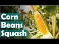 Growing corn beans and squash together | Using the three sisters gardening layout
