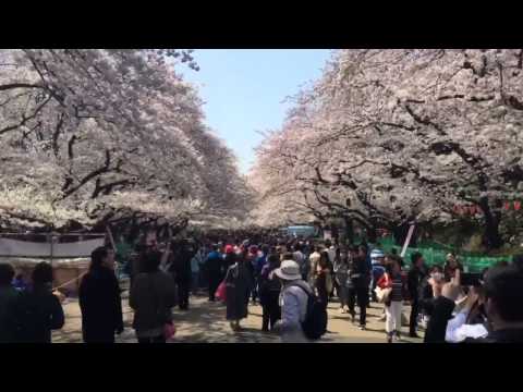 Tokyo Ueno Park Sakura Hanami
