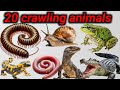 20 crawling animals name in English || animals name || crawling animals name