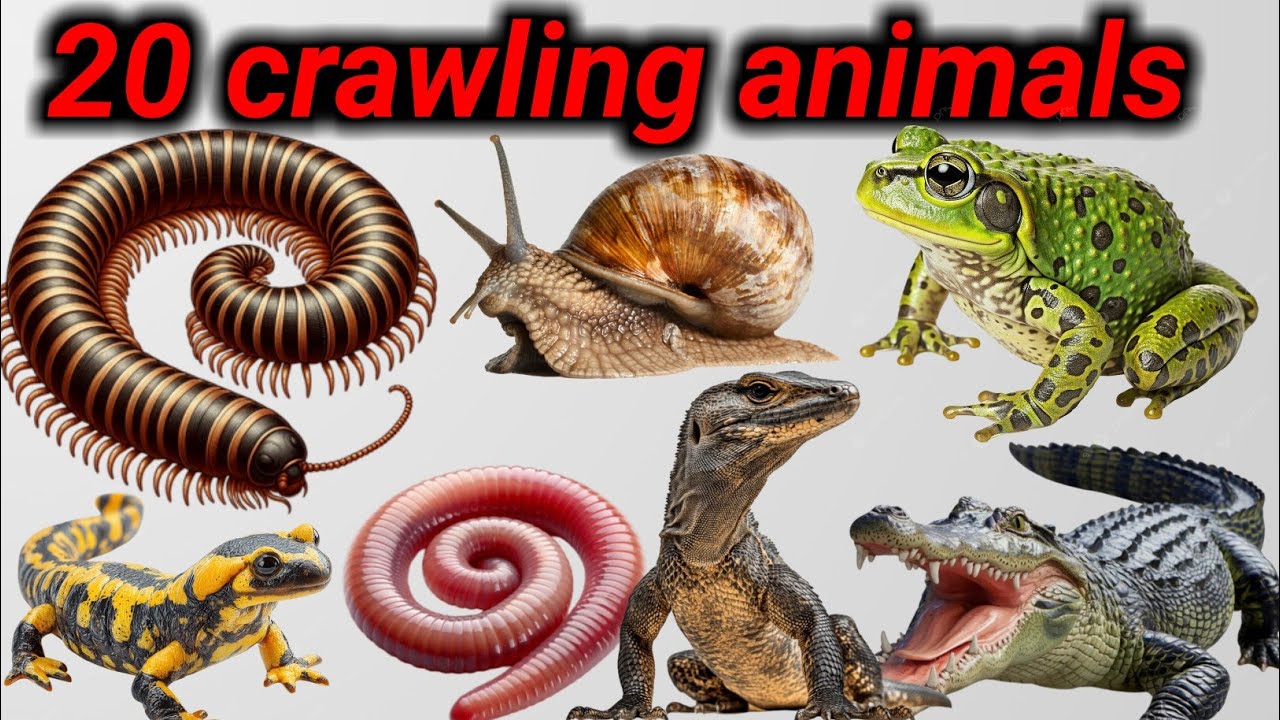20 crawling animals name in English || animals name || crawling animals name