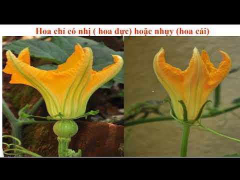 Bài giảng trực tuyến Thứ hai ngày 20/04/2020 Môn Khoa học - Lớp 5 - Bài: Cơ quan sinh sản của thực vật có hoa. Sự sinh sản của thực vật có hoa.Tuần 26.