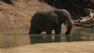 Elephants in Zakouma NP in Chad